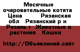 Месячные очаровательные котята › Цена ­ 100 - Рязанская обл., Рязанский р-н, Рязань г. Животные и растения » Кошки   